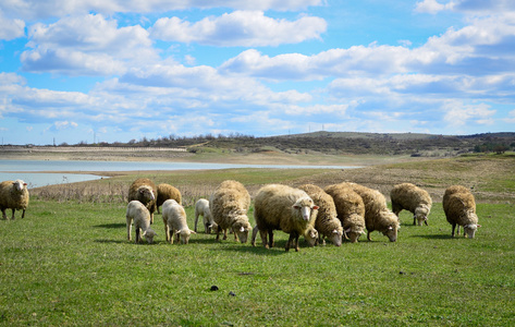 在某处绿色的田野上吃草的群羊