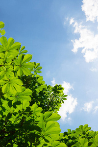 绿色的叶子在栗子树上, 蓝色的天空。具有文本空间的夏季或春季背景