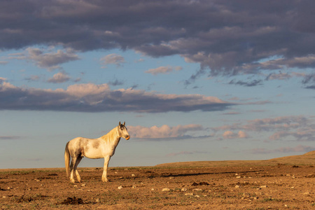 犹他州沙漠中的一匹雄伟的野马种马