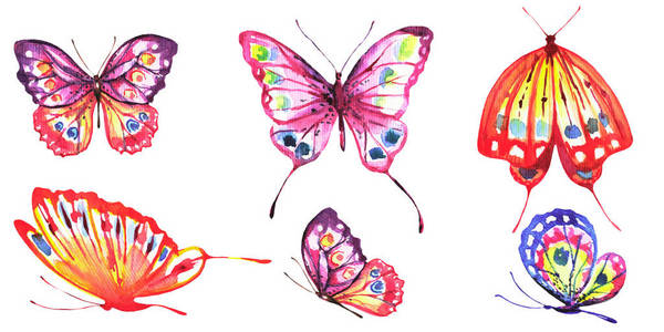 美丽的五颜六色的蝴蝶, 集, 水彩, 孤立的白色