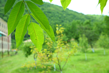 在花园里的核桃的年轻绿叶。苹果树树干上绿叶的背景