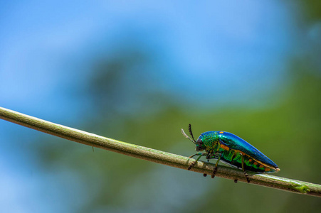 宝石甲虫, 金属木镗孔甲虫, Buprestid 与模糊的自然