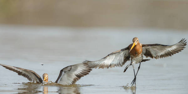 黑尾 godwits