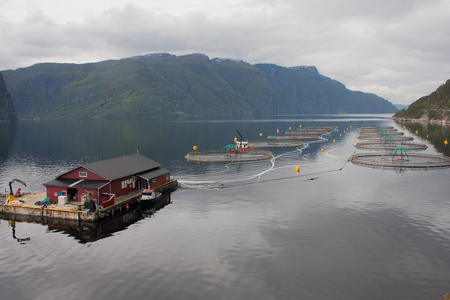 在挪威的养鱼场图片