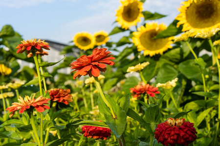 花园里的向日葵与小红花的前景色愉快的夏天心情与天空背景