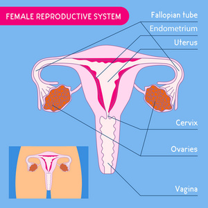 女性生殖系统。人体解剖。子宫医学海报与女性生殖系统方案。矢量图