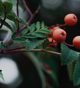 树上 rowanberries 的红果