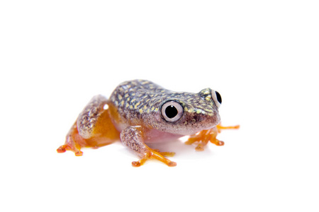 马达加斯加芦苇青蛙, Heterixalus alboguttatus, 白色
