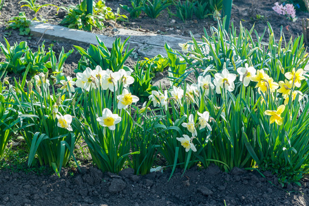 花床上有黄水仙花, 春天开花, 春天花, 花, 报春花