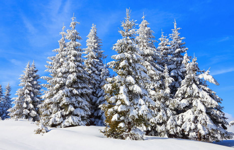 山在一个大雾的早晨和白雪覆盖的绿色圣诞树。美丽的冬季背景。梦幻的冷杉在魔法森林里