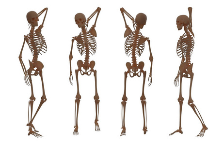 3d 骨架的渲染插图
