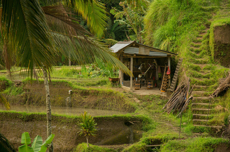 在印度尼西亚的水稻梯田。农业，水稻印度尼西亚