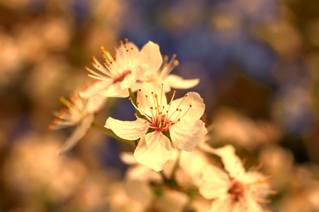 夕阳下的春花树