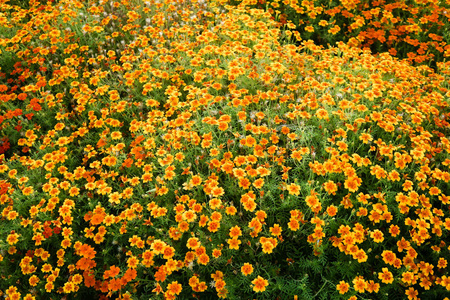 橙花金盏花山水夏日