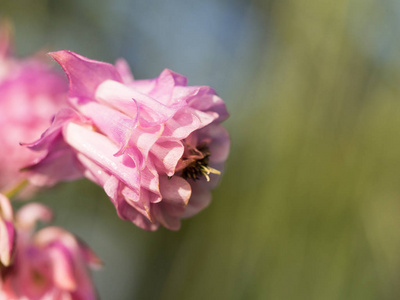 美丽的粉红色农人扛花盛开在春天的草地上