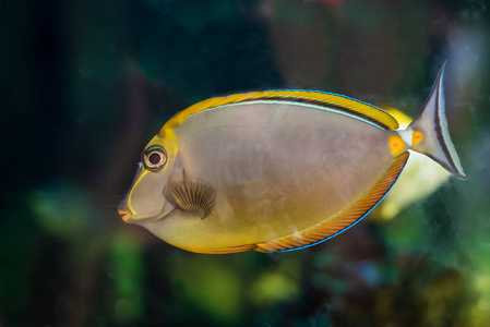 美丽的黄色鱼在水族馆