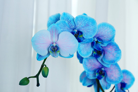 美丽的蓝色兰花花