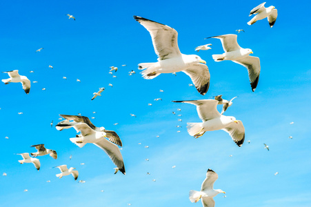 集团的海鸥反对云蓝蓝的天空