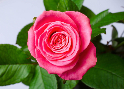 美丽的粉红色玫瑰，顶视图
