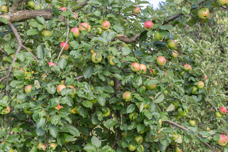 苹果树与苹果准备丰收