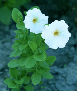 盛开的矮牵牛花, 特写视图