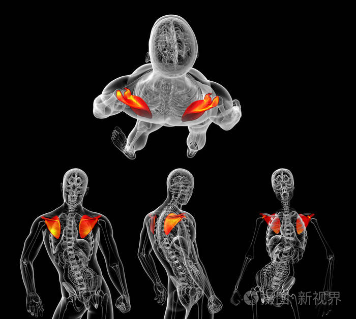 3d. 人体肩胛骨骨的医学图示