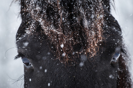 Friesian 马和细节眼睛, 冬天天气