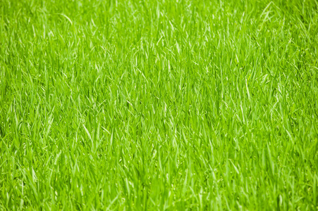阳光下完美的绿草 backgorund