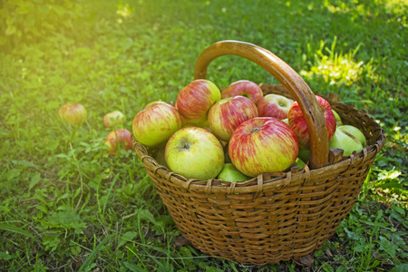 新鲜采摘苹果在木篮子绿色肝图片