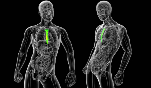 3d 渲染医学插图的胸骨骨