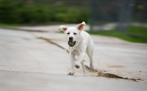 年轻可爱的白色拉布拉多猎犬犬狗与漂亮的脸户外