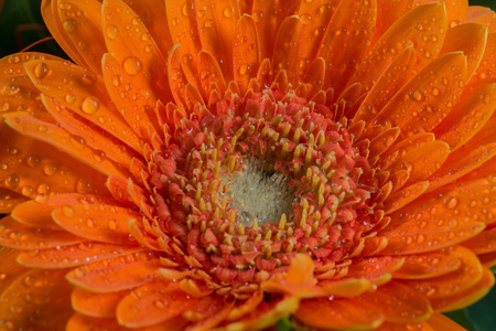 橙色雏菊非洲菊花卉水滴