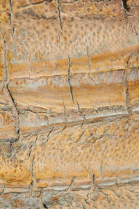 棕榈树树皮的背景纹理