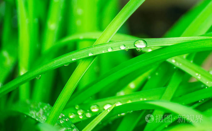 绿草上滴水.清晨的露珠落在树叶上