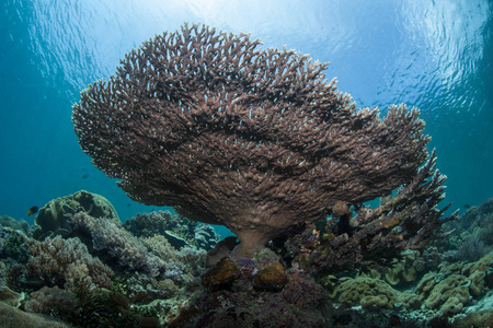 一个脆弱的表珊瑚, Acropora sp, 生长在 Ampat, 印度尼西亚。这个偏远的热带地区因其令人难以置信的海洋生物多样