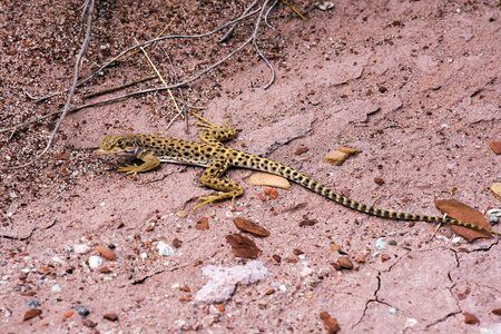 亚利桑那州北部莫哈韦沙漠中的豹子蜥蜴