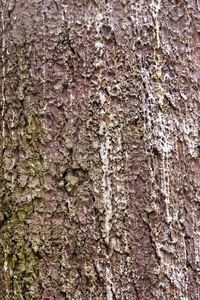 表面的一棵树的树皮