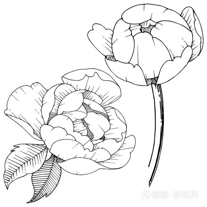牡丹花以矢量风格隔开背景纹理包装图案框架或边框的矢量花