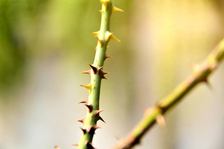 使幼苗种植的玫瑰茎的针