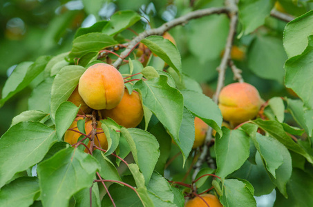 成熟的杏在树上。杏在树上靠天空生长。阳光下的杏树枝