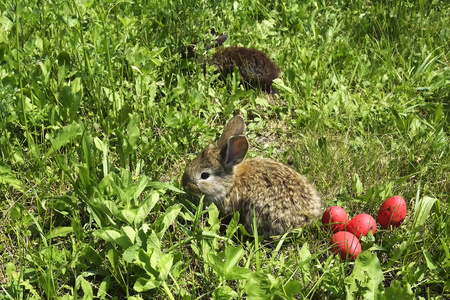 红鸡蛋的牧地上的小兔子