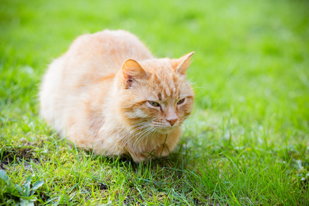 红头困猫的肖像