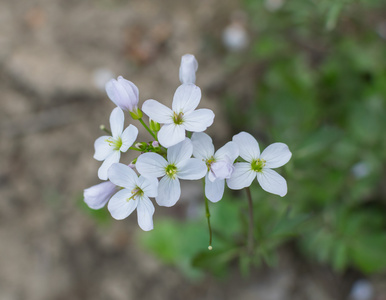 田鼠开花