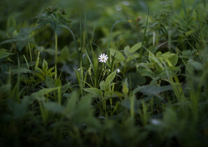 绿叶中的白花