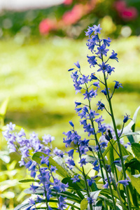 高大蓝色野花