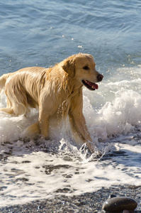 蜂蜜颜色金黄猎犬游泳, 奔跑和戏剧在波浪海