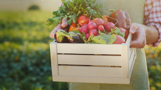 农夫拿着一个装着新鲜蔬菜的木箱。有机农业概念
