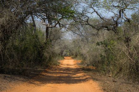 在南非的野生动物园路图片