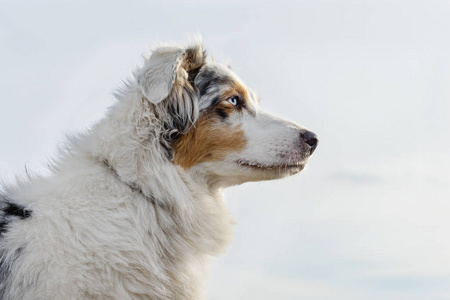 澳大利亚牧羊犬