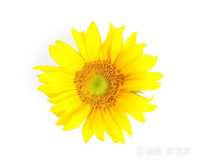 白色背景美丽的向日葵
